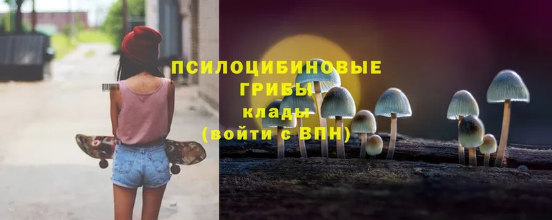 где продают   Валуйки  Псилоцибиновые грибы Magic Shrooms 